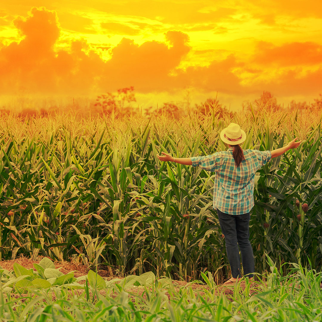 Ag Organic Springfield Illinois