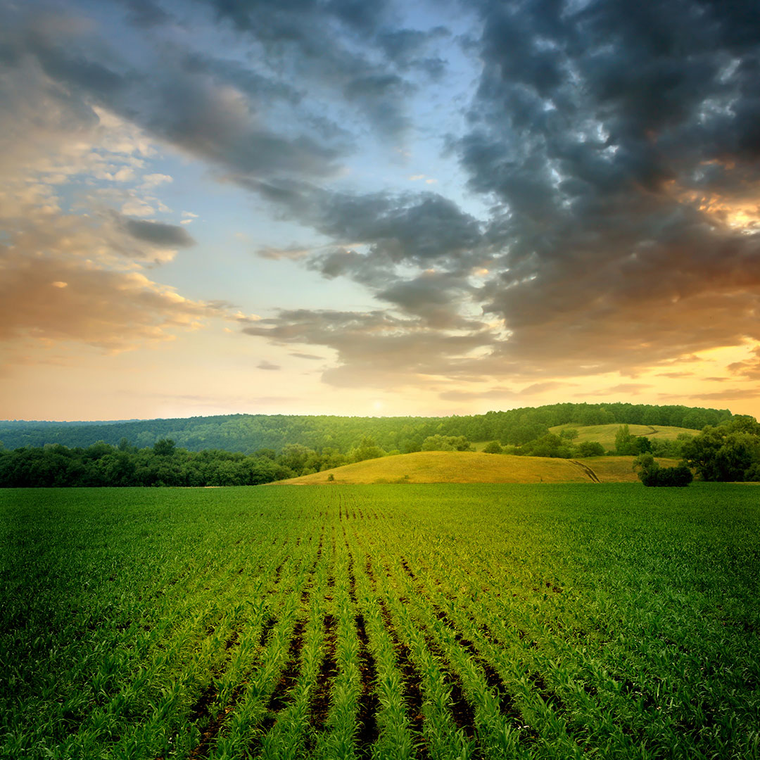 Agriculture Fertilizer